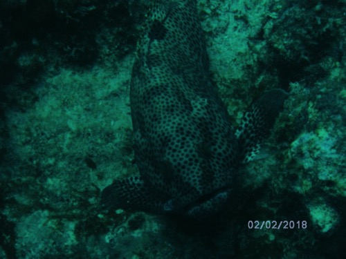 White spotted grouper